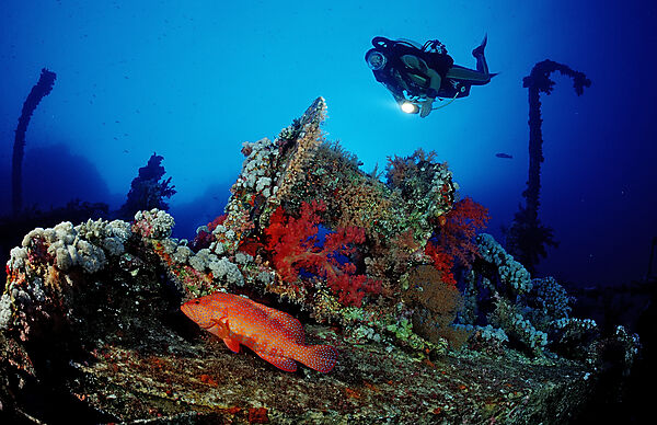 Scuba diver and Coral grouper on the wreck Numibia