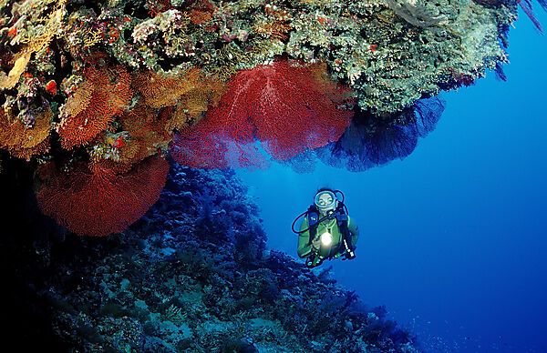 Scuba diver and colorful coral reef