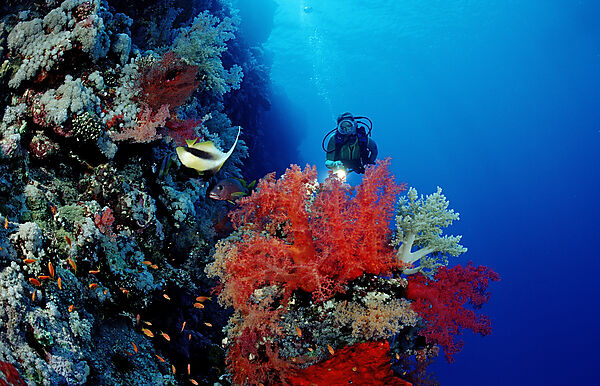 Scuba diver and colorful coral reef