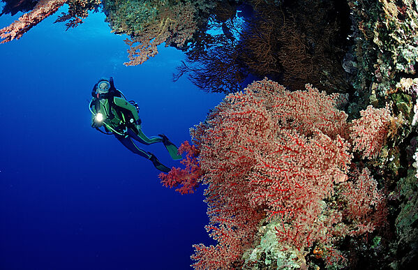 Scuba diver and colorful coral reef