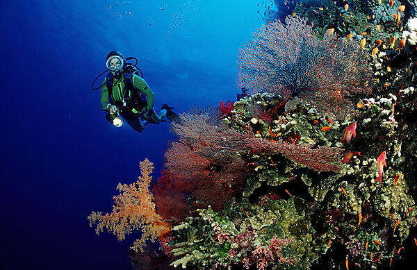 Scuba diver and colorful coral reef