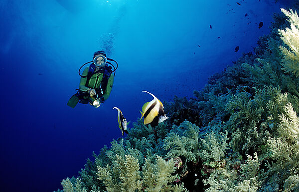 Scuba diver and Red Sea Bannerfishes, Bannerfish