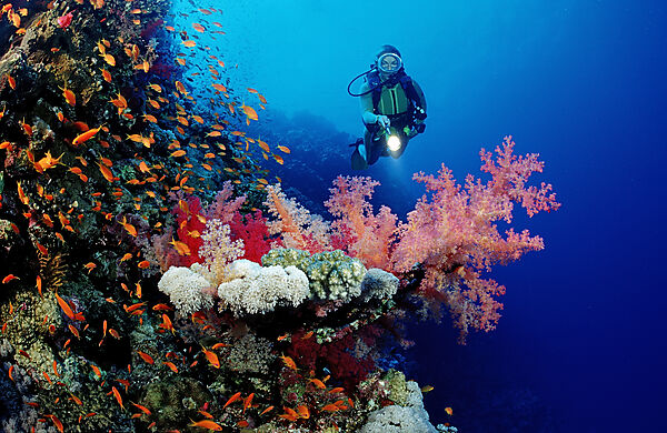 Scuba diver and colorful coral reef