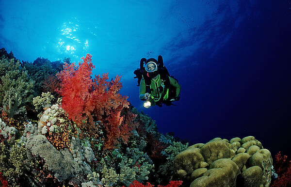 Scuba diver and colorful coral reef