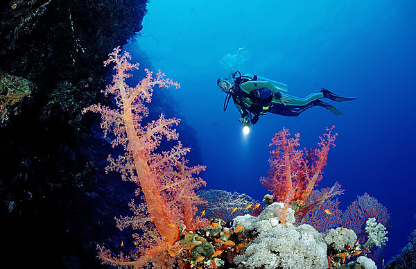 Scuba diver and colorful coral reef