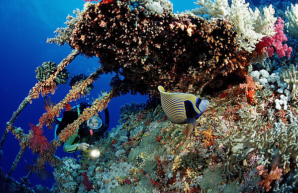 Scuba diver and Emperor angelfish on the shipwreck Aida
