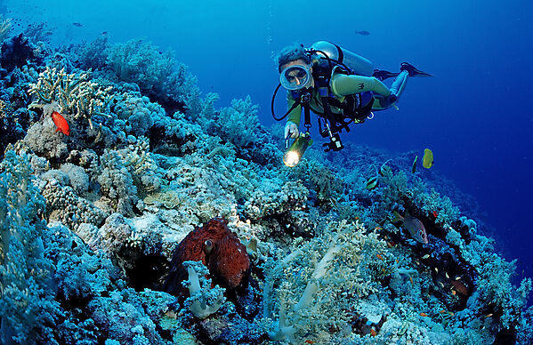 Scuba diver and Octopus