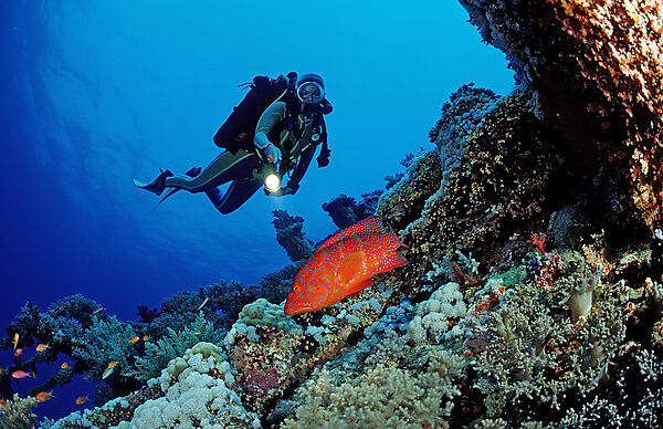 Scuba diver and Coral grouper