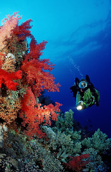 Scuba diver and colorful coral reef