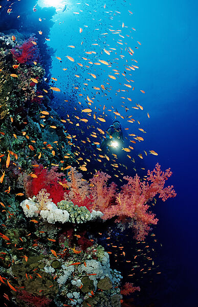 Scuba diver and colorful coral reef
