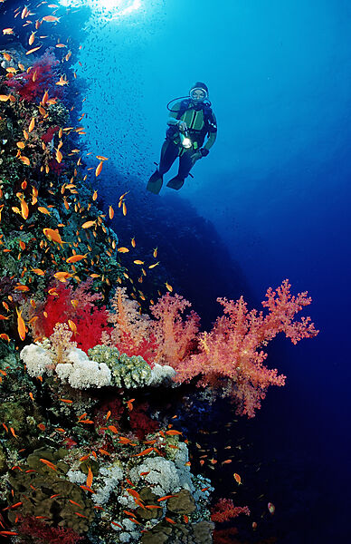 Scuba diver and colorful coral reef
