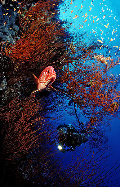 Scuba diver and colorful coral reef