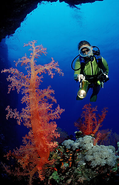 Scuba diver and colorful coral reef