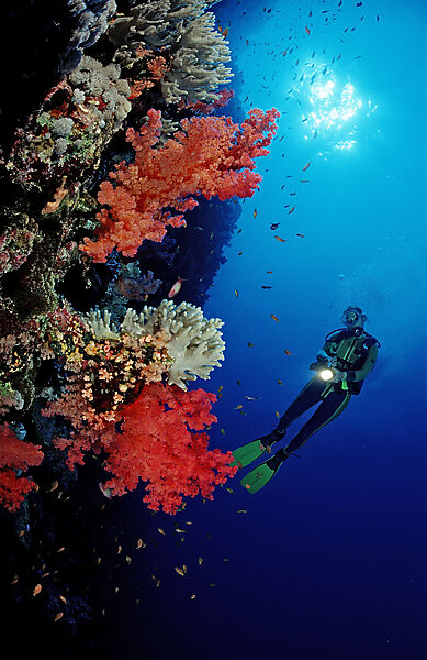 Scuba diver and colorful coral reef