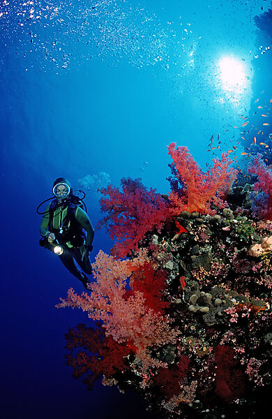 Scuba diver and colorful coral reef