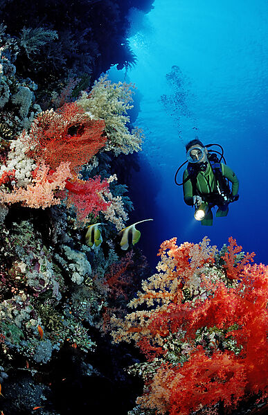 Scuba diver and colorful coral reef