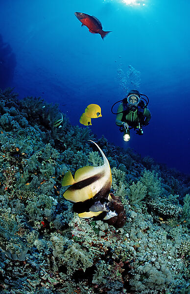 Scuba diver and Red Sea Bannerfishes