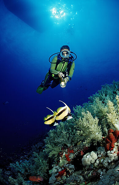 Scuba diver and Red Sea Bannerfishes