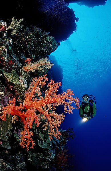 Scuba diver and colorful coral reef