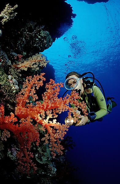Scuba diver and colorful coral reef