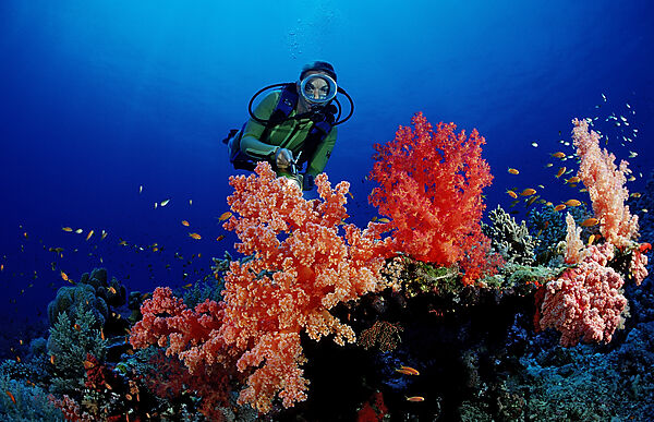 Scuba diver and colorful coral reef