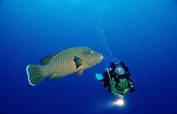 Scuba diver and Humpback wrasse