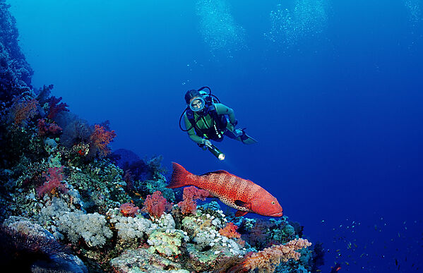 Scuba diver and Saddleback coral trout