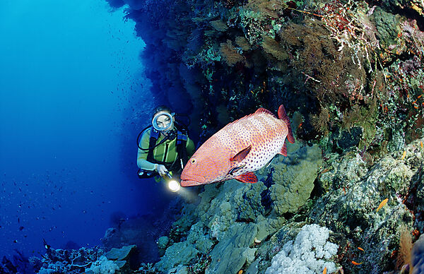 Scuba diver and Saddleback coral trout