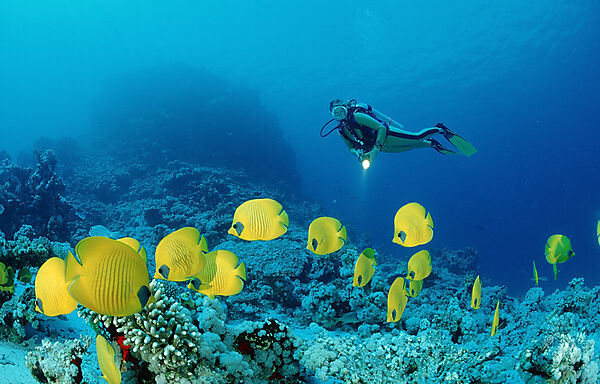 Scuba diver and Masked Butterflyfishes