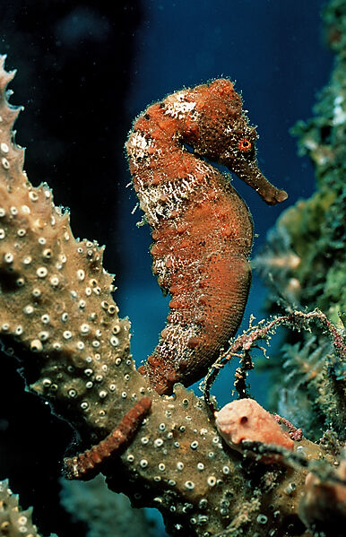 Longsnout Seahorse
