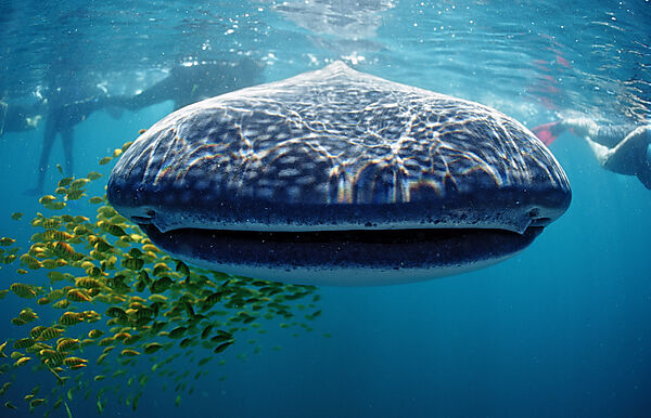 Whale shark