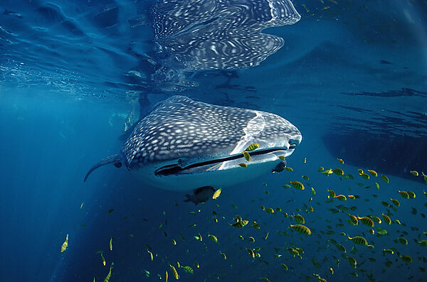 Whale shark