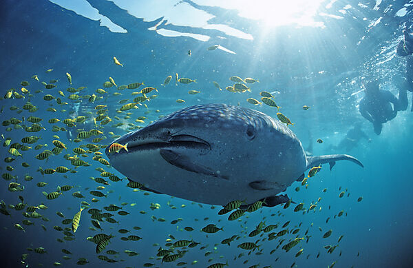 Whale shark