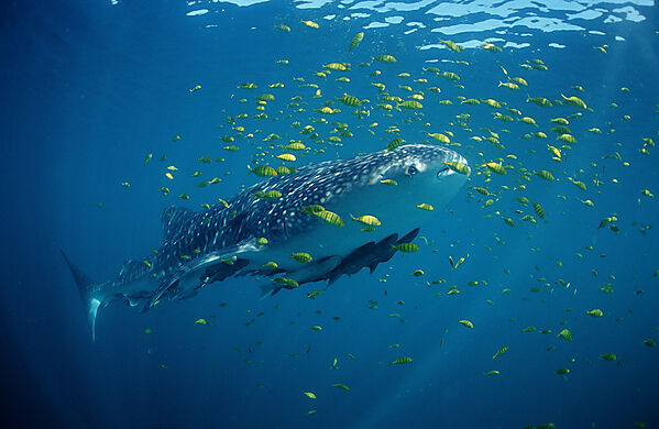 Whale shark