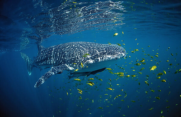 Whale shark