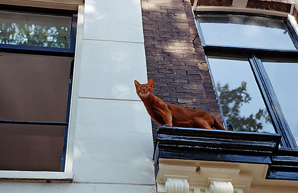 domestic cat sitting at a window