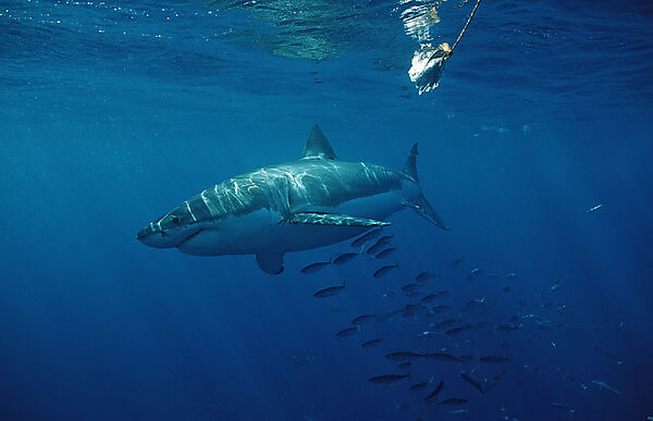 Great White Shark