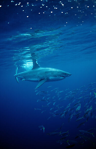 Great White Shark