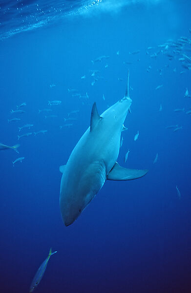 Great White Shark