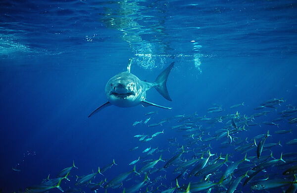 Great White Shark