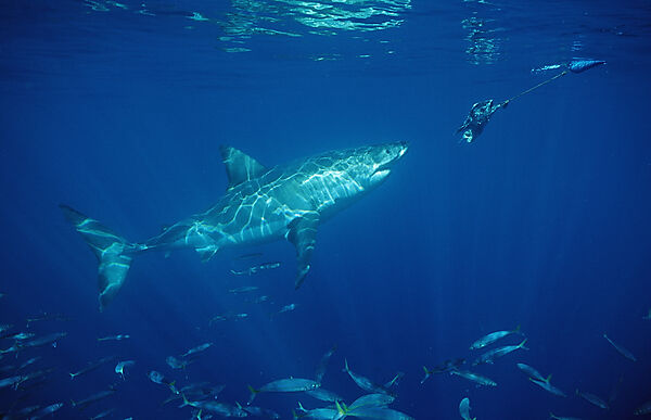 Great White Shark
