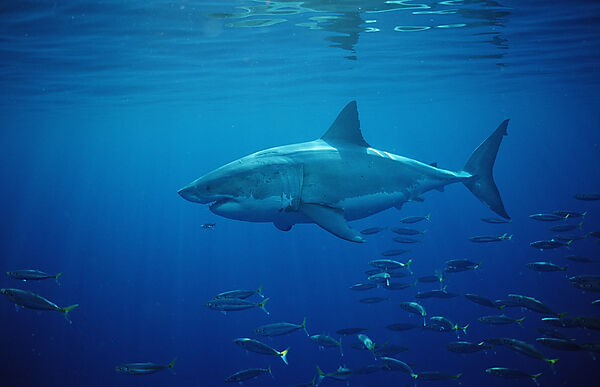 Great White Shark