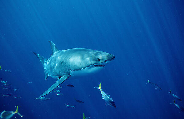 Great White Shark