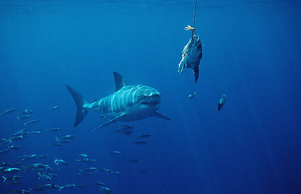 Great White Shark