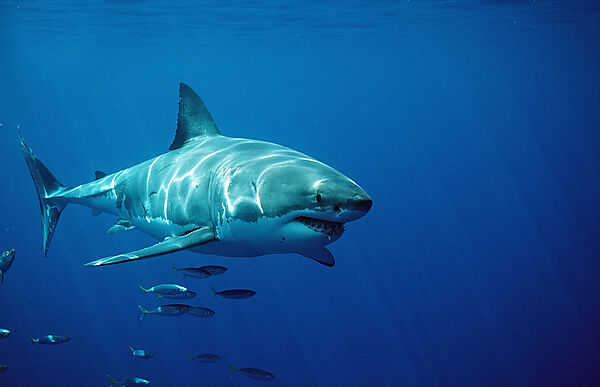 Great White Shark