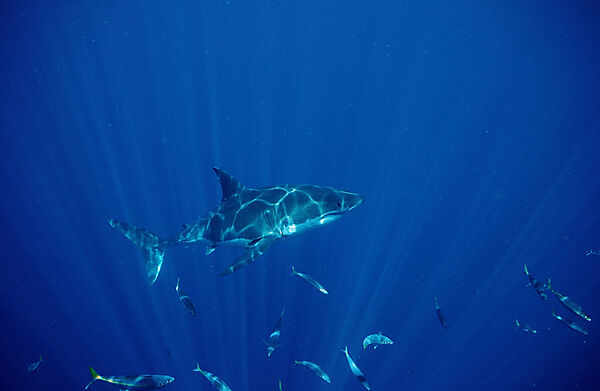 Great White Shark
