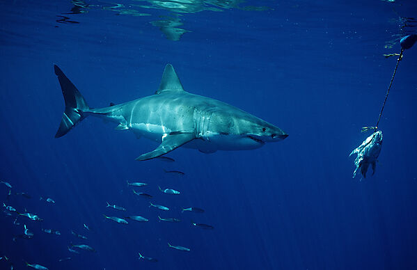 Great White Shark