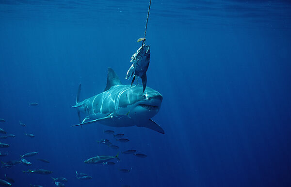 Great White Shark