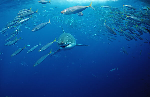 Great White Shark
