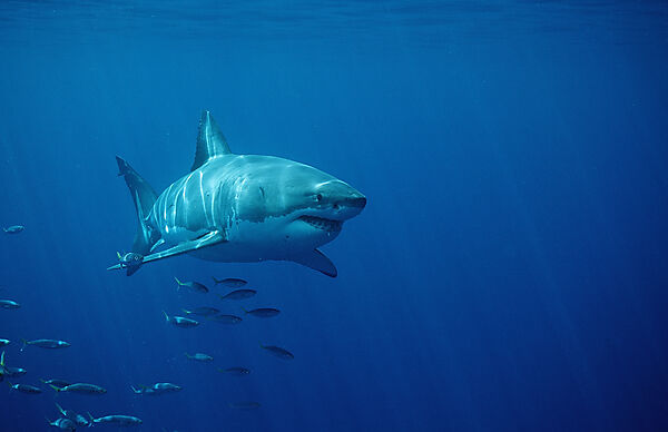 Great White Shark